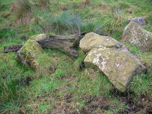 Bog-wood and boulders at the Stumpy Knowe near South Auchenmade, Ayrshire, Scotland, United Kingdom