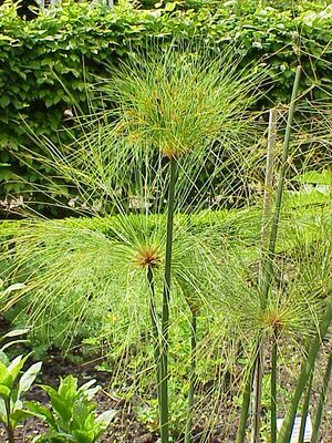 Cyperus papyrus6.jpg