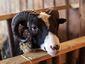 Finnsheep ram close-up.jpg