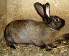 Rabbit DSC00382.JPG