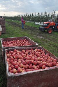 Apples being harvested in Wenatchee, Washington, United States (2010)