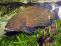 Peacock grouper (Cephalopholis argus)