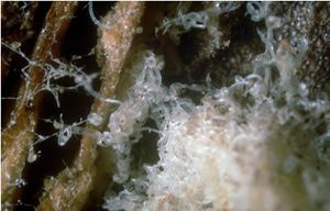 Ditylenchus dipsaci.jpg