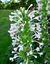 Morina longifolia 3.jpg