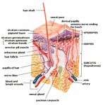 Cross-section of all skin layers