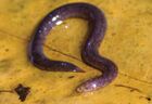 Epicrionops sp.jpg