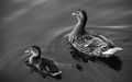A Female Mallard with a duckling Mallard