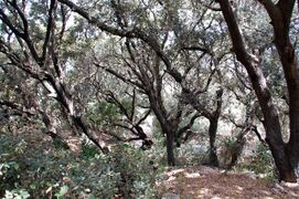 Remnant forest of Ballut (Quericus ilex) in Wardija.