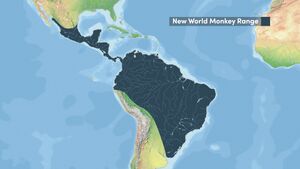 The range of new world monkeys.jpg