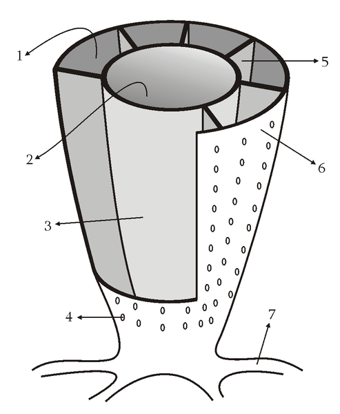 ملف:Archaeocyatha.png