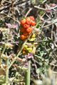 A. korolkowii