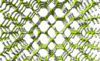 Beryllium-hydride-3D-balls.png