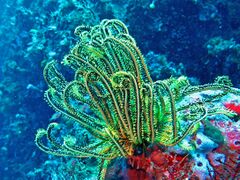 Oxycomanthus bennetti (comatulid)