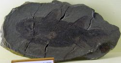 Diplacanthus.jpg