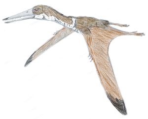 Kryptodrakon.jpeg