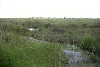 A bog in Ostfriesland, Germany