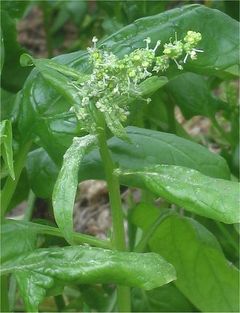 Spinacia oleracea Spinazie bloeiend.jpg
