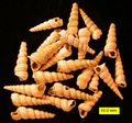 The gastropod Turritella carinata from the Pliocene of Cyprus.