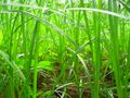 Uncut Grasses in الهند.