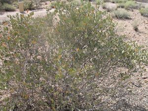 Jojoba1343.JPG