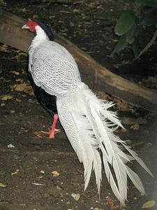 Stavenn Lophura nycthemera 01.jpg