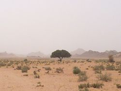 طلحة بزاخة- Tree bzakhah - panoramio.jpg