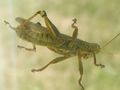 Grasshopper from underneath