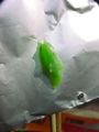 Pieris rapae pupa