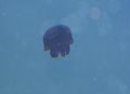 Jellyfish2.JPG