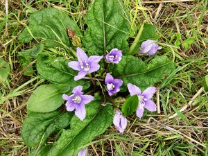 Mandragora autumnalis1431.JPG