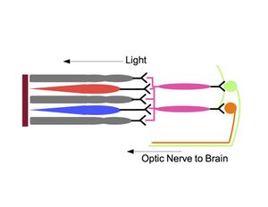 Phototransduction and ipRGCs in mammals