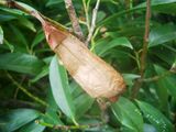 Attacus atlas-botanical-garden-of-bern 10.jpg