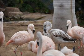The Chilean flamingo is "Near-threatened" in 2018