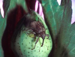 Cotton boll weevil.jpg