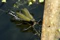 Parachiona picicornis adult emerging from aquatic pupa