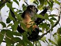 Alouatta palliata (feeding).jpg
