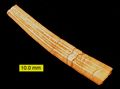The scaphopod Dentalium from the Pliocene of Cyprus.