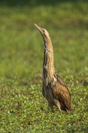 Eurasian Bittern - Torrile - Italy 4528 (15409347121).jpg