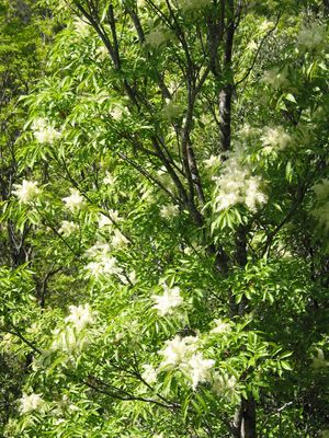 Fraxinus ornus JPG1b.jpg