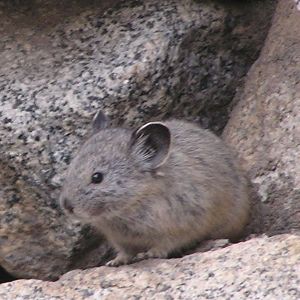 Ochotona princeps.jpg
