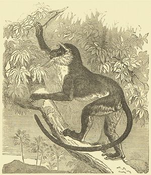 DianaMonkey Darwin.jpg