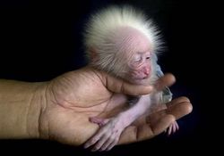 Stump-Tailed Macaque.jpg