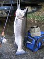 Freshly caught coho