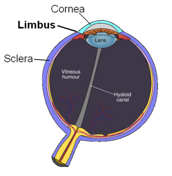 Limbus.png