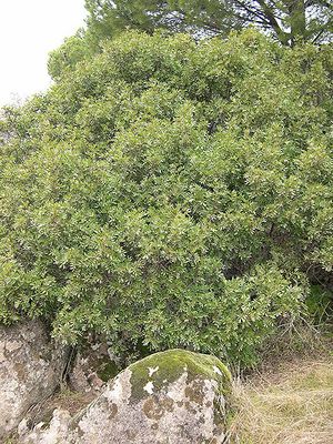 Pistacia lentiscus sp.jpg