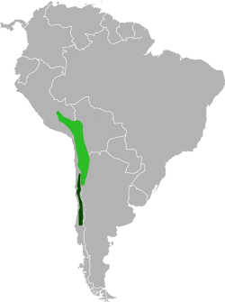 Range of Chinchilla lanigera and Chinchilla brevicaudata.svg