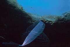 Trachipterus trachypterus 1.jpg