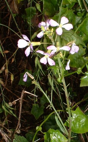 WildRadish1.jpg