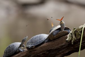 A butterfly feeding on the tears of a turtle in Ecuador.jpg