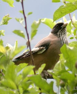 Black headed Jay Iw IMG 3202.jpg